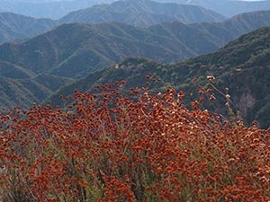 Wilderness Preserve Web